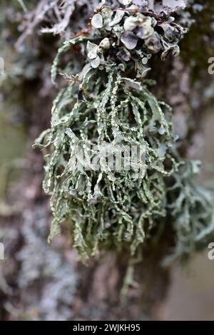 Ramalina farinacea is a fruticose lichen that grows on bark tree. This photo was taken in Prades Mountains, Tarragona province, Catalonia, Spain. Stock Photo