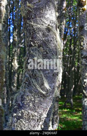 Old man beard (Usnea barbata) is a fruticose lichen that grows on bark tree. This photo was taken in a Nothofagus forest in Magallanes National Reserv Stock Photo
