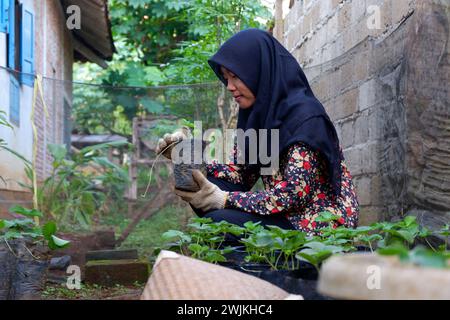 December 18, 2019, photo of a woman dressed in a typical Indonesian batik planting strawberry plants during the day, Wadaslintang, Wonosobo, Indonesia Stock Photo