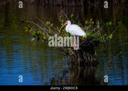 White Ibis (Eudocimus albus) perched in top of mangrove tree at mangrove swamp, Merrrit island, Florida. USA. Stock Photo