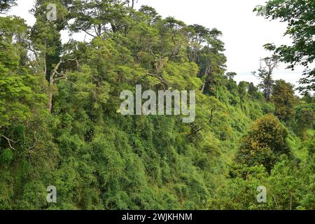 Valdivian temperate forest with coihue (Nothofagus dombeyi) and quila (Chusquea quila). Llanquihue Lake, Region de los Lagos, Chile. Stock Photo