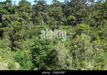 Valdivian temperate forest with coihue (Nothofagus dombeyi). Vicente Perez Rosales National Park, Region de los Lagos, Chile. Stock Photo