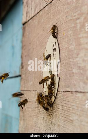 Group of bees near a beehive, in flight. Wooden beehive and bees. Bees fly out and fly into the round entrance of a wooden vintage beehive in an apiar Stock Photo