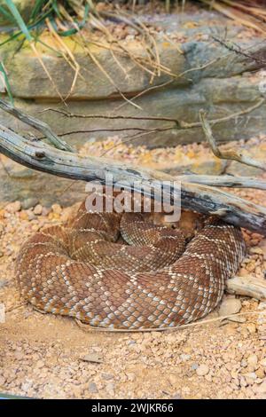 Red diamond rattlesnake (Crotalus ruber). Venomous pit viper species from America Stock Photo