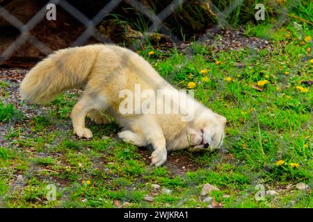 White arctic fox resting in the grass at the zoo Stock Photo