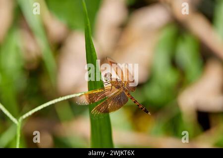 Close-up view of  dragonfly perching on grass Stock Photo
