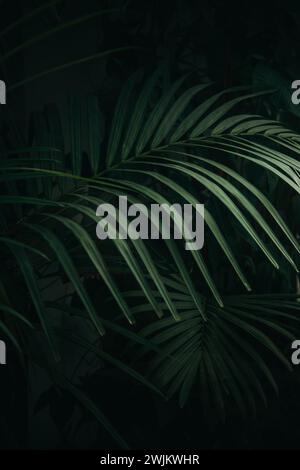 Close up green palm dark background Stock Photo