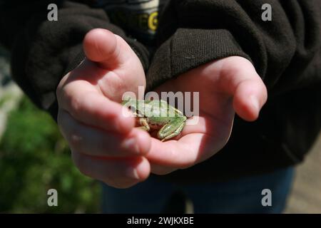 Little boy holding frog in his hands Stock Photo