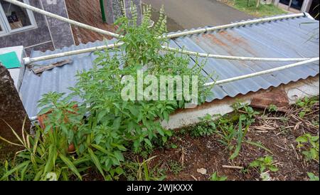 Photo of a fresh basil leaf tree in front of the house Stock Photo