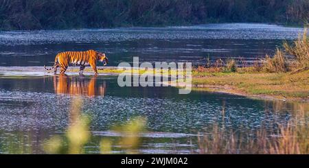 Bengal Tiger, Panthera tigris tigris, Royal Bardia National Park, Bardiya National Park, Nepal, Asia Stock Photo