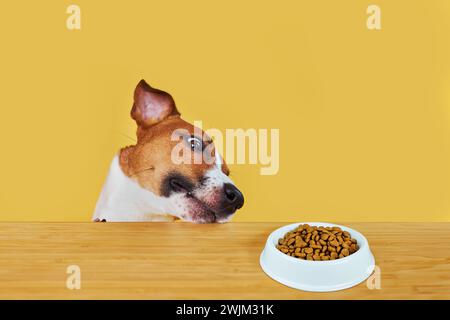 Jack Russell terrier dog eat meal from a table. Funny Hungry dog portrait on Yellow background looking at the plate on the table Stock Photo