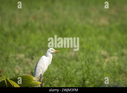 White Little Egret standing in the green field. Goa, India. White Little Egret Sitting On green grass background. Travel photo, nobody, selective focu Stock Photo