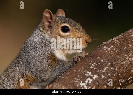 A grey squirrel resting on a wild cherry limb. Stock Photo