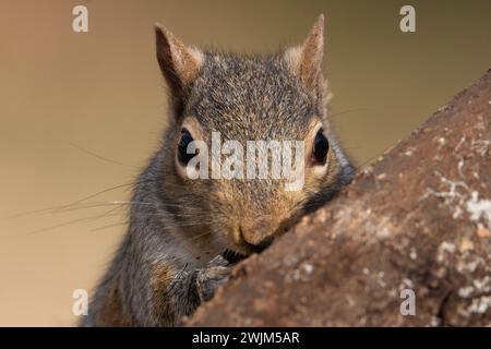 A grey squirrel resting on a wild cherry limb. Stock Photo