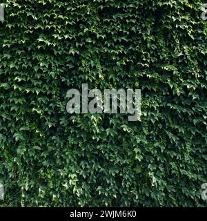 Wall covered with green leaves, Natural ivy leaves pattern. Green wall background, Ivy texture wallpaper, Stock Photo
