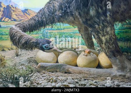 An emu, ostrich female with her eggs, one just hatched with a cute chick. A diorama of taxidermy at the Biological Museum on the campus of Al-Farabi K Stock Photo