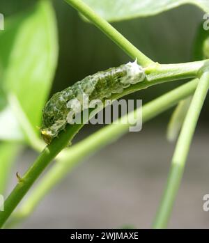 Common Mormon butterfly (Papilio polytes) caterpillar in 4th instar stage : (pix Sanjiv Shukla) Stock Photo