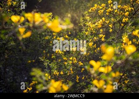 Calicotome villosa, also known as hairy thorny broom and spiny broom, is a small shrubby tree native to the eastern Mediterranean region Stock Photo