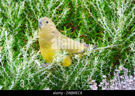 Rock Parrot, Neophema petrophila, a small parrot species feeding on coastal vegetation at Cape Leeuwin in south-west Western Australia. Stock Photo