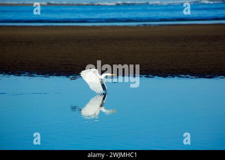 Great egret in flight at Siletz Bay, Pacific Coast Scenic Byway, Lincoln City, Oregon Stock Photo