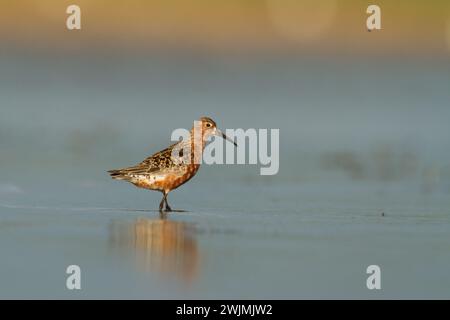 Shorebird - Calidris ferruginea, Curlew Sandpiper on the swamps, migratory bird Poland Europe Stock Photo
