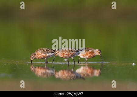 Shorebird - Calidris ferruginea, Curlew Sandpiper on the swamps, migratory bird Poland Europe Stock Photo