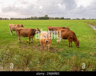 Herd of Jersey diary cows on green meadow in polder near Raard, Friesland, Netherlands Stock Photo