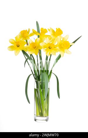 Beautiful bouquet of yellow daffodils or narcissus in transparent glass vase isolated on white background. Blooming spring flowers, Easter bells. Spri Stock Photo