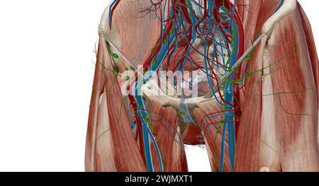 Inguinal lymph nodes are lymph nodes in the human groin. Located in the femoral triangle of the inguinal region, they are grouped into superficial and Stock Photo