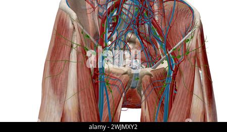 Inguinal lymph nodes are lymph nodes in the human groin. Located in the femoral triangle of the inguinal region, they are grouped into superficial and Stock Photo