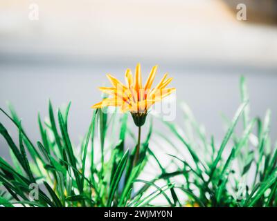 Yellow Gazania or Treasure flower in full bloom, Gazania rigens splendens. Top view yellow Gazania flower in the garden. Stock Photo