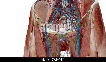 Inguinal lymph nodes are lymph nodes in the human groin. Located in the femoral triangle of the inguinal region, they are grouped into superficial and Stock Photo