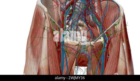 Inguinal lymph nodes are lymph nodes in the human groin. Located in the femoral triangle of the inguinal region, they are grouped into superficial and Stock Photo