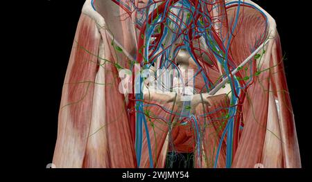 Inguinal lymph nodes are lymph nodes in the human groin. Located in the femoral triangle of the inguinal region, they are grouped into superficial and Stock Photo