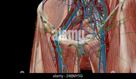 Inguinal lymph nodes are lymph nodes in the human groin. Located in the femoral triangle of the inguinal region, they are grouped into superficial and Stock Photo