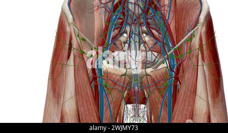 Inguinal lymph nodes are lymph nodes in the human groin. Located in the femoral triangle of the inguinal region, they are grouped into superficial and Stock Photo