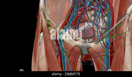 Inguinal lymph nodes are lymph nodes in the human groin. Located in the femoral triangle of the inguinal region, they are grouped into superficial and Stock Photo