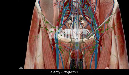 Inguinal lymph nodes are lymph nodes in the human groin. Located in the femoral triangle of the inguinal region, they are grouped into superficial and Stock Photo