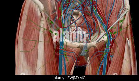 Inguinal lymph nodes are lymph nodes in the human groin. Located in the femoral triangle of the inguinal region, they are grouped into superficial and Stock Photo