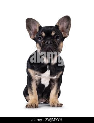 Cute black with brown french Bulldog dog puppy, sitting facing front. Looking towards camera. Isolated on a white background. Stock Photo