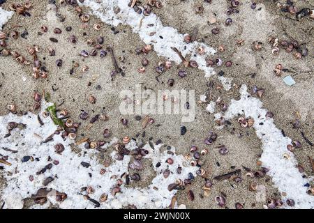 Empty small snail shells on the sand, frost covered, sprinkled with snow, close up, top view. Cold weather seascape natural background. Seashore, sea Stock Photo