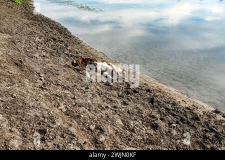 Livestock deaths, loss of cattle. A young bull or cow died on the ...