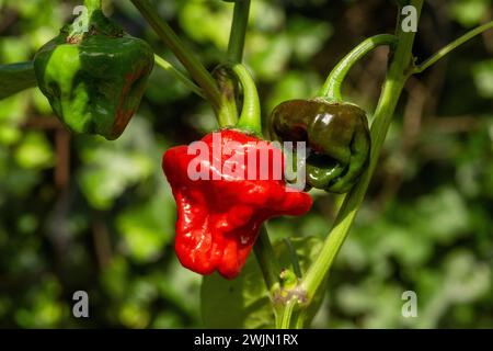 Red and green Scotch Bonnet chilli peppers on the vine. Stock Photo