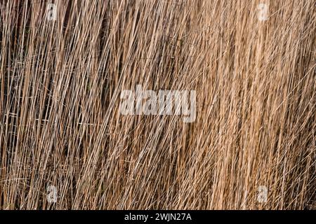 Golden rushy closeup common reeds background, Stratford, London Stock Photo
