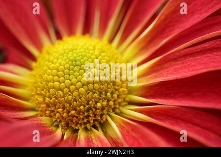 Macro closeup of the center of a garden mum Stock Photo