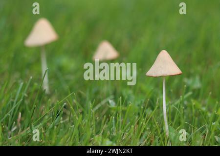 Three little mushrooms growing in the grass Stock Photo