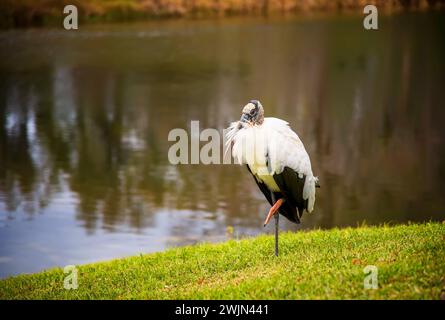 The wood stork, a large American wading bird.  Found in subtropical and tropical habitats in the America, Stock Photo