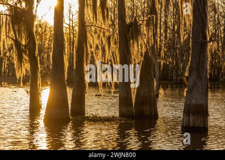 Sunrise light silhouettes bald cypress trees draped with Spanish moss in a lake in the Atchafalaya Basin in Louisiana. Stock Photo