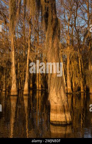 Golden sunrise light on bald cypress trees  draped with Spanish moss in a lake in the Atchafalaya Basin in Louisiana. Stock Photo