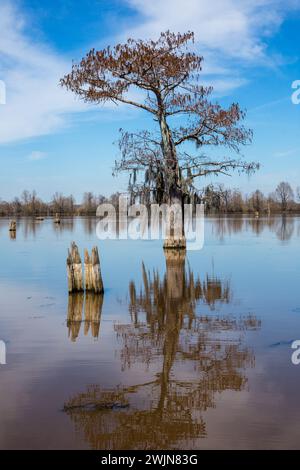 A bald cypress tree and remnant stump reflected in a lake in the Henderson Swamp in the Atchafalaya Basin in Louisiana. Stock Photo